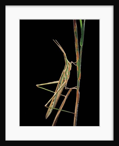 Xenotruxalis fenestrata (short-horned grasshopper) by Anonymous