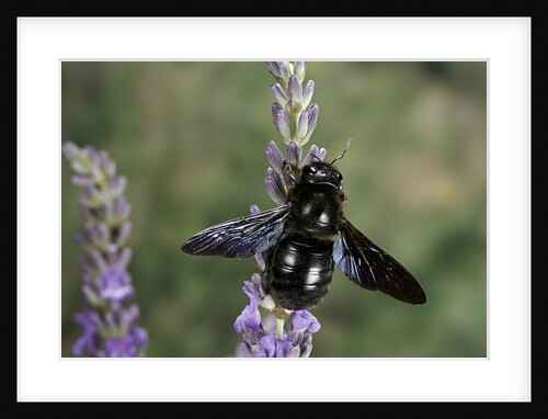 Xylocopa violacea (violet carpenter bee) by Anonymous