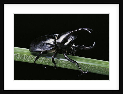 Xylotrupes gideon (siamese rhinoceros beetle, fighting beetle) - male by Anonymous