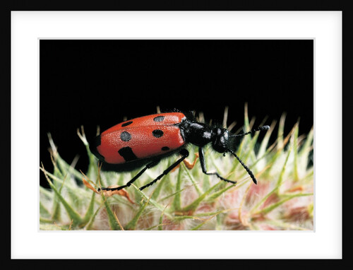 Zonabris duodecimpunctata (blister beetle) by Anonymous