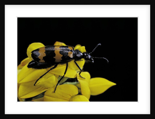 Zonabris flexuosa (blister beetle) by Anonymous