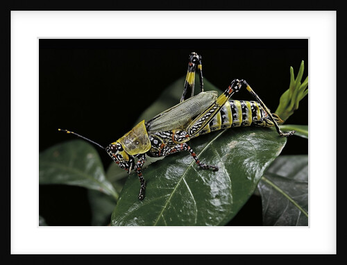 Zonocerus variegatus (elegant grasshopper, gaudy grasshopper, variegated grasshopper) by Anonymous