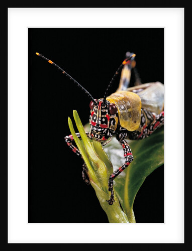 Zonocerus variegatus (elegant grasshopper, gaudy grasshopper, variegated grasshopper) - portrait by Anonymous