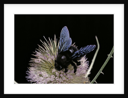 Xylocopa violacea (violet carpenter bee) by Anonymous