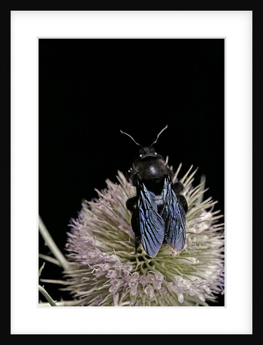 Xylocopa violacea (violet carpenter bee) by Anonymous