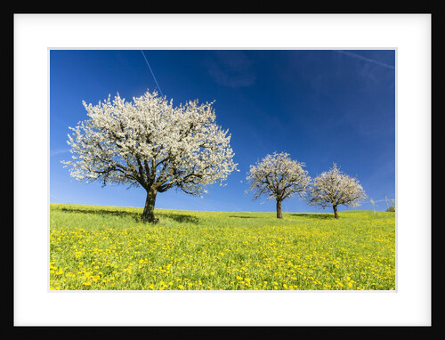 Blooming cherry trees on a meadow by Anonymous