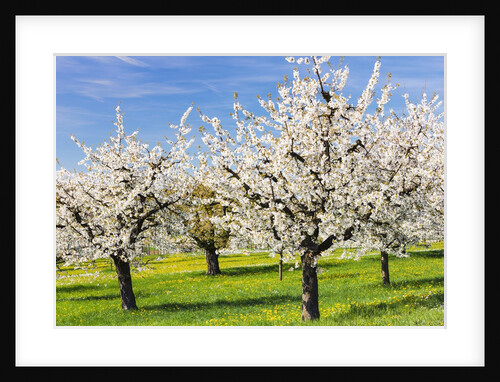 Cherry orchard in bloom by Anonymous