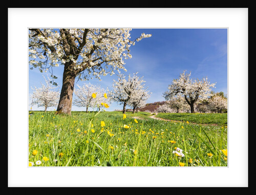 Cherry orchard in bloom by Anonymous