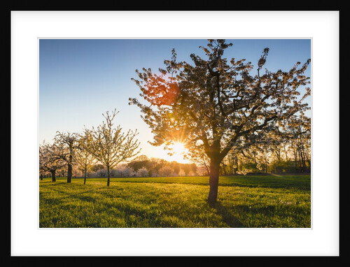 Cherry orchard in bloom by Anonymous