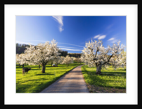 Cherry orchard in bloom by Anonymous