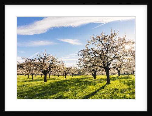 Cherry orchard in bloom by Anonymous