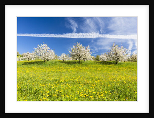 Cherry orchard in bloom by Anonymous