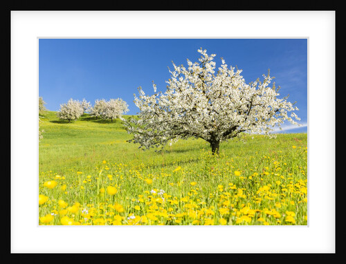 Cherry orchard in bloom by Anonymous