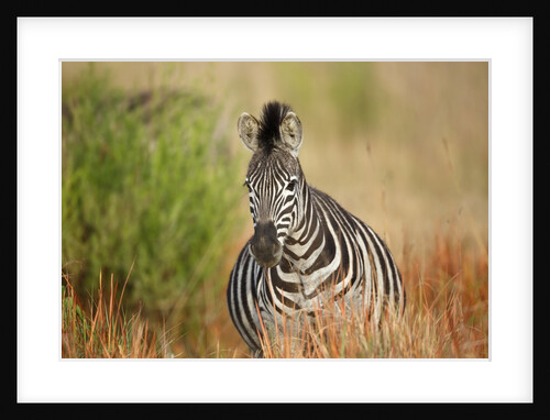 Zebra by Anonymous