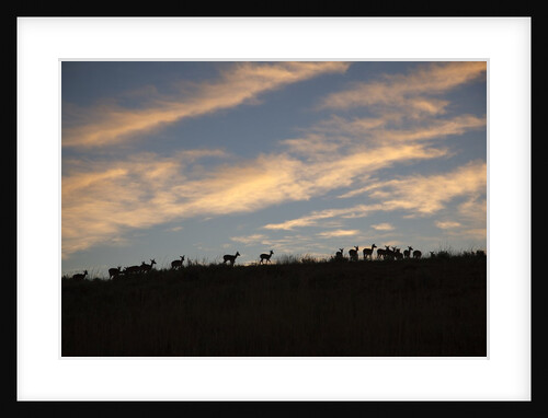 Impala herd at dawn by Anonymous
