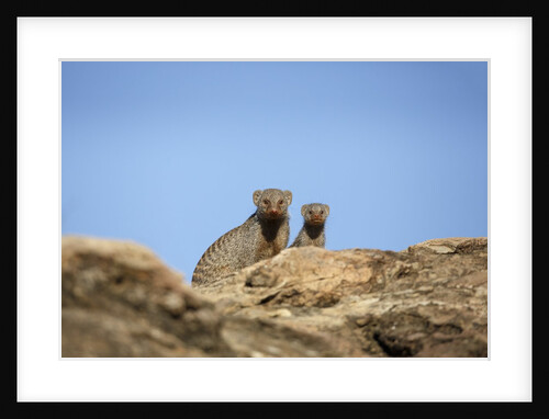 Banded Mongoose and baby by Anonymous