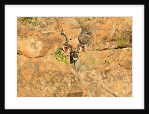 Greater Kudu bull by Anonymous