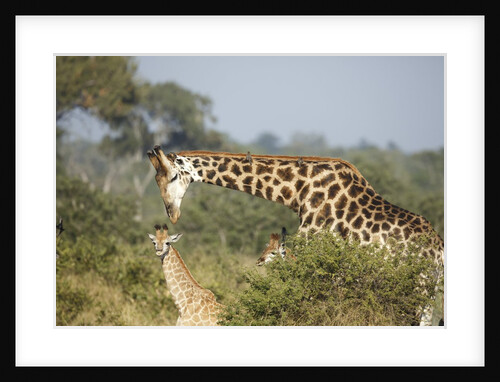 Giraffe male and calf by Anonymous