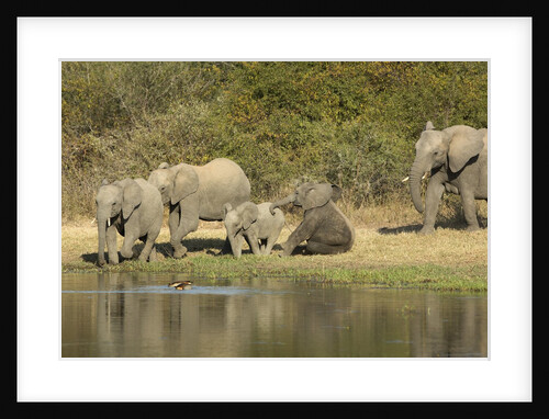 Elephant herd at waterhole by Anonymous
