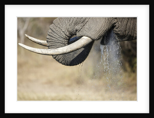 An elephant bull drinking by Anonymous