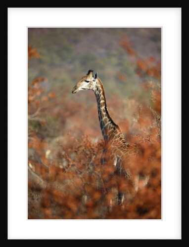Giraffe in a red Forest by Anonymous