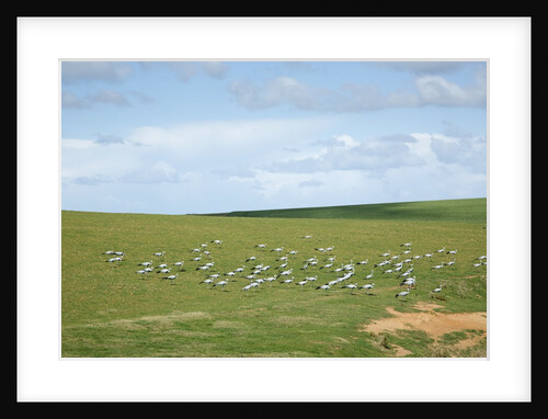 Blue Cranes in the Overberg by Anonymous