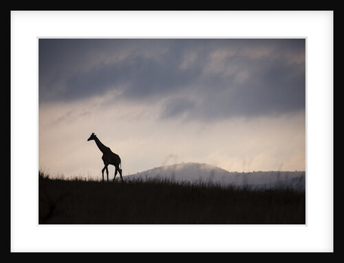 Giraffe at dawn by Anonymous
