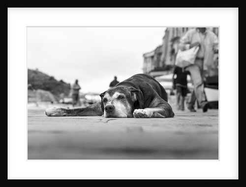 Sleeping Dog, Portovenere, Italy by Anonymous