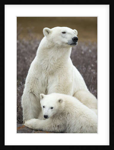 Polar Bear and Cub by Hudson Bay, Manitoba, Canada by Anonymous