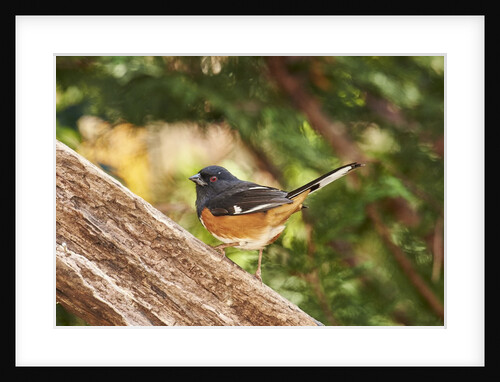 Towhee by Anonymous