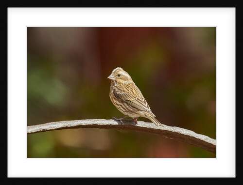 Purple Finch by Anonymous