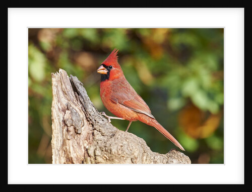 Northern Cardinal by Anonymous