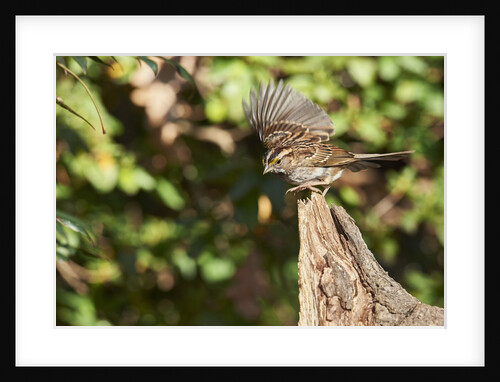 White-throated Sparrow by Anonymous