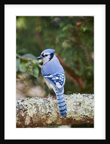 Blue Jay by Anonymous