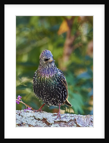 Starling; by Anonymous
