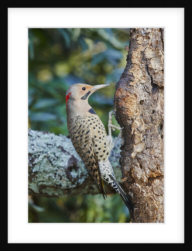 Northern Flicker by Anonymous