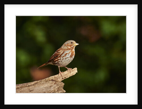 Fox Sparrow by Anonymous