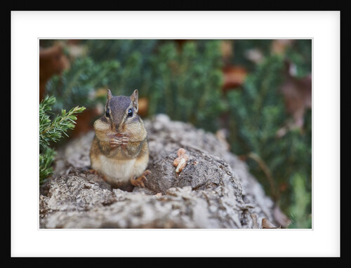 Eastern Chipmunk by Anonymous