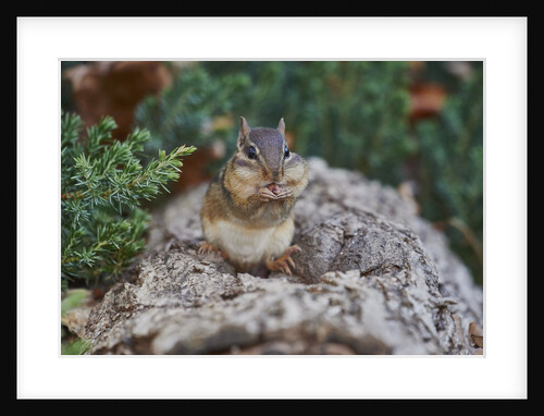 Eastern Chipmunk by Anonymous