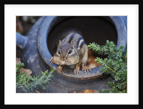 Eastern Chipmunk by Anonymous