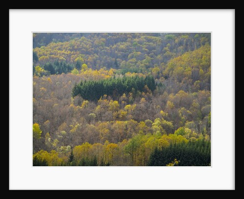Air view of Parco delle Foreste Casentinesi by Anonymous