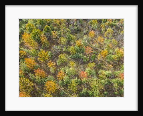 Fruit trees grove near Lucardo by Anonymous