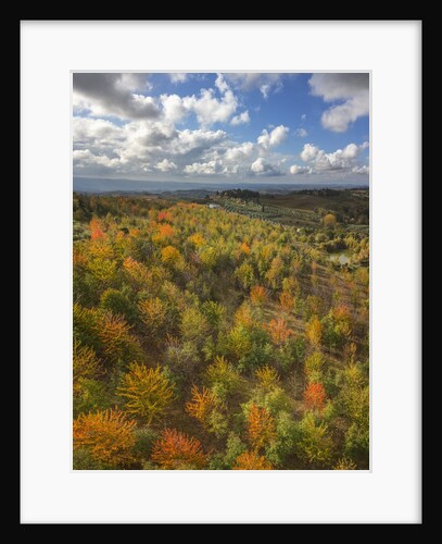 Fruit trees grove near Lucardo by Anonymous