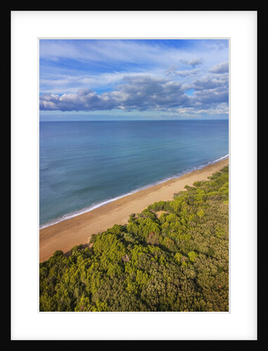 Pinewood along the coast by Anonymous