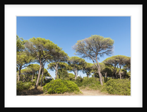 Oasi di San Felice pinewood by Anonymous