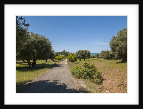 Parco Regionale della Maremma (parco dell'Uccellina) by Anonymous