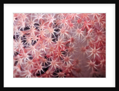 soft coral polyps by Anonymous