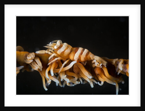 whip coral shrimp by Anonymous