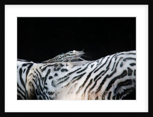 Zebra anemonie shrimp by Anonymous