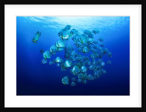 school of batfish by Anonymous